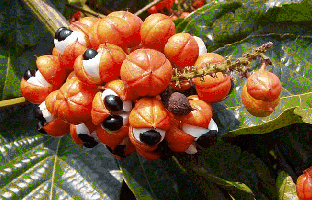 Extractos de Guaraná y Ginseng